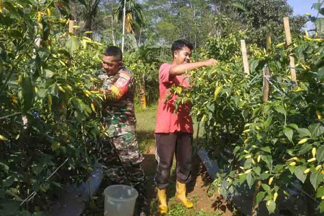 INGIN TAHU ILMU PERTANIAN,BABINSA TAK SEGAN BELAJAR KEPADA PETANI