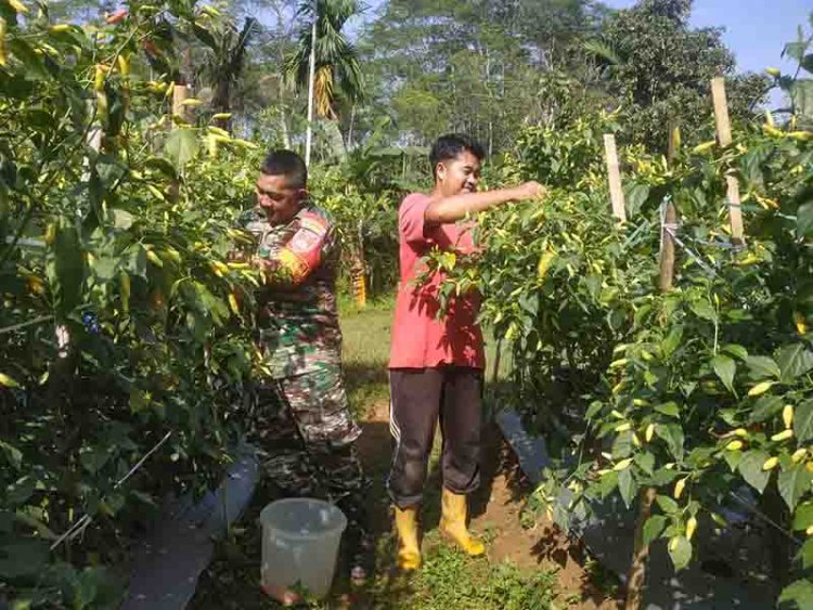 INGIN TAHU ILMU PERTANIAN,BABINSA TAK SEGAN BELAJAR KEPADA PETANI