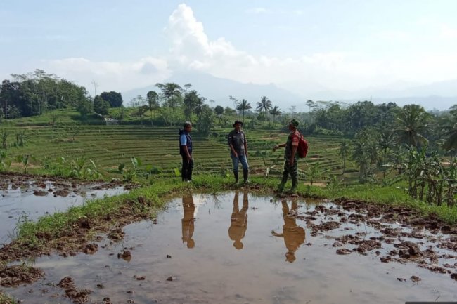 Babinsa Koramil 01/Banjarnegara Dampingi Petani Dalam Kegiatan Perluasan Area Tanam (PAT)