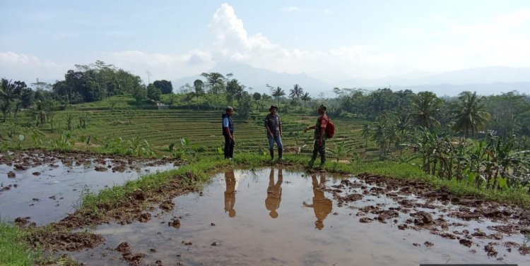 Babinsa Koramil 01/Banjarnegara Dampingi Petani Dalam Kegiatan Perluasan Area Tanam (PAT)