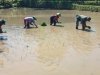 Tingkatkan Ketahanan Pangan, Batituud Pimpin Anggota Bantu Petani Tanam Padi