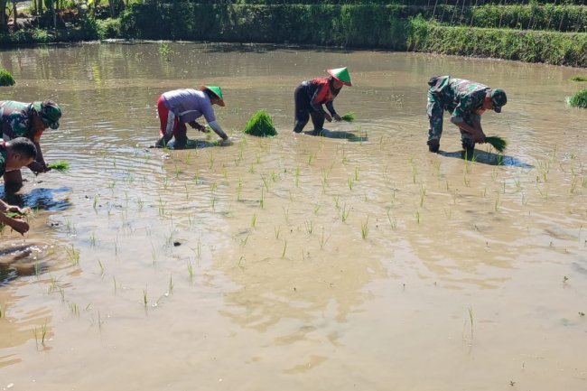 Tingkatkan Ketahanan Pangan, Batituud Pimpin Anggota Bantu Petani Tanam Padi