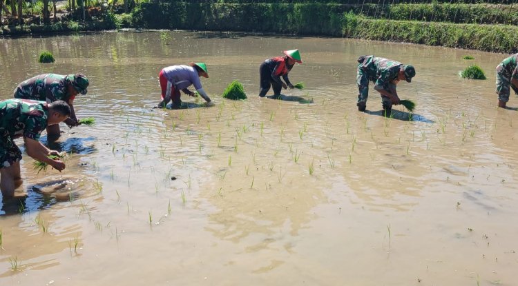 Tingkatkan Ketahanan Pangan, Batituud Pimpin Anggota Bantu Petani Tanam Padi