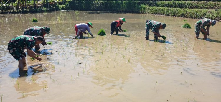 Tingkatkan Ketahanan Pangan, Batituud Pimpin Anggota Bantu Petani Tanam Padi